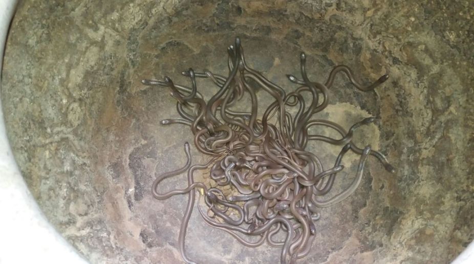 Over 100 snake hatchlings found in Odisha village
