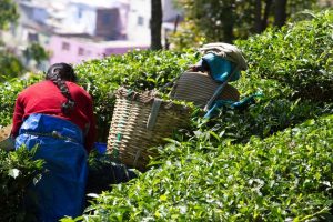Workers on road after J’guri tea garden shuts