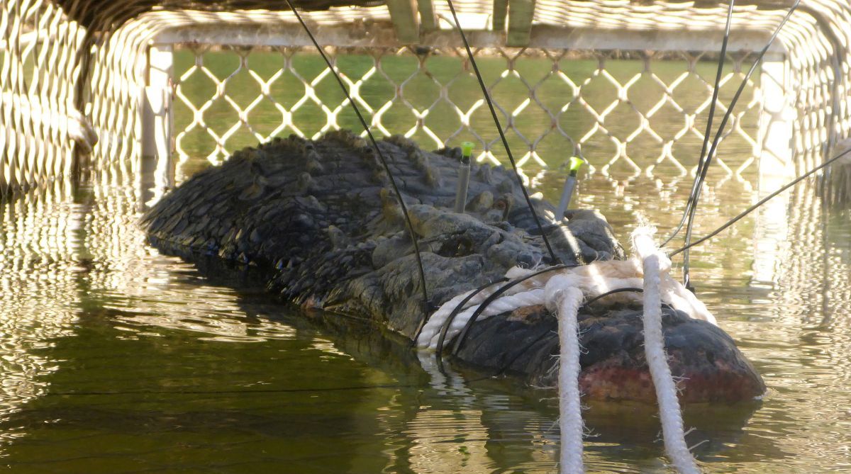 Monster crocodile caught in Australia after 10-year search