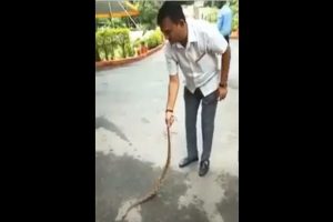 Gujarat Congress leader subdues snake outside home, video creates buzz