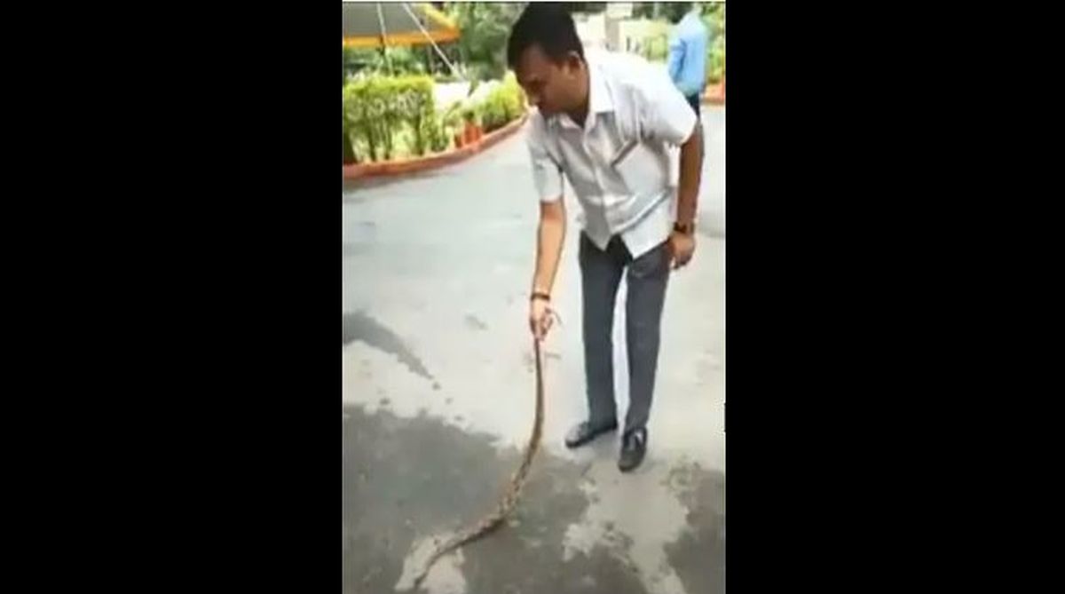 Gujarat Congress leader subdues snake outside home, video creates buzz