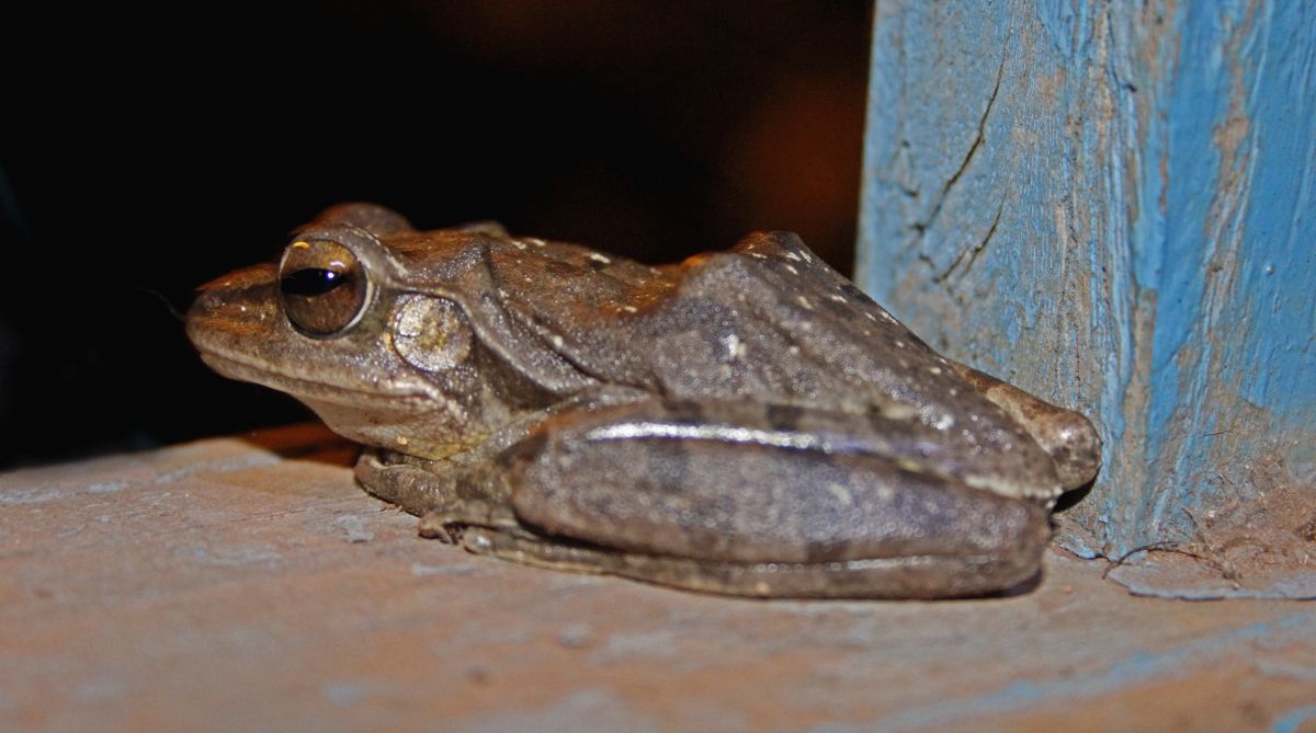 Frog sacrifice in rain-starved Bihar