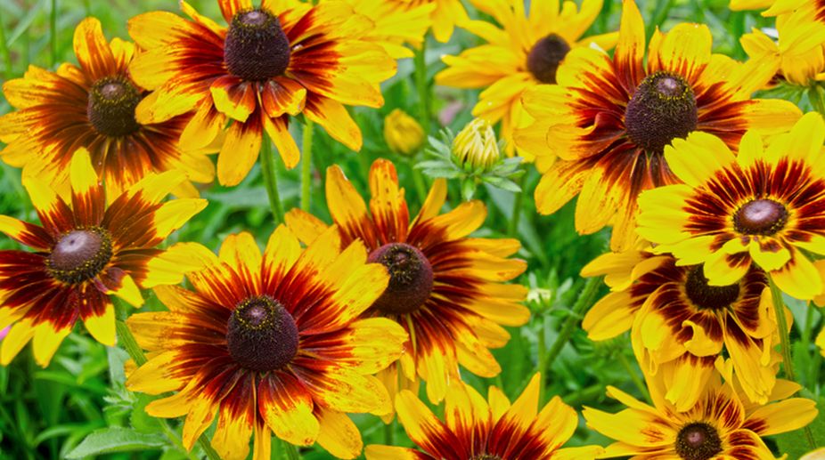 Make your garden bloom all summer-monsoon long in an inexpensive way