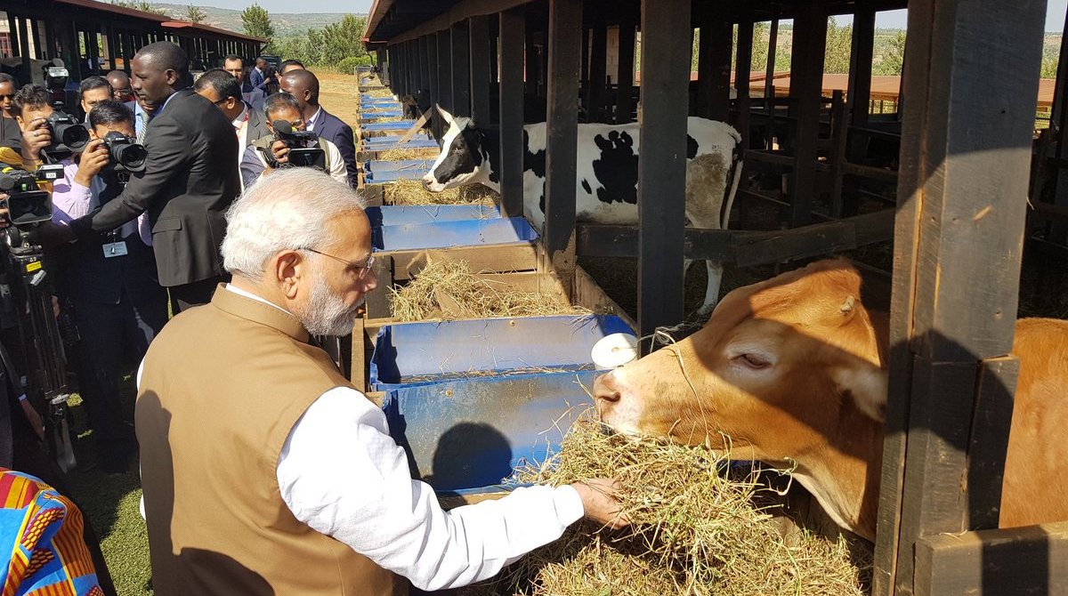 Girinka project | PM Modi gifts 200 cows to help Rwanda defeat poverty 