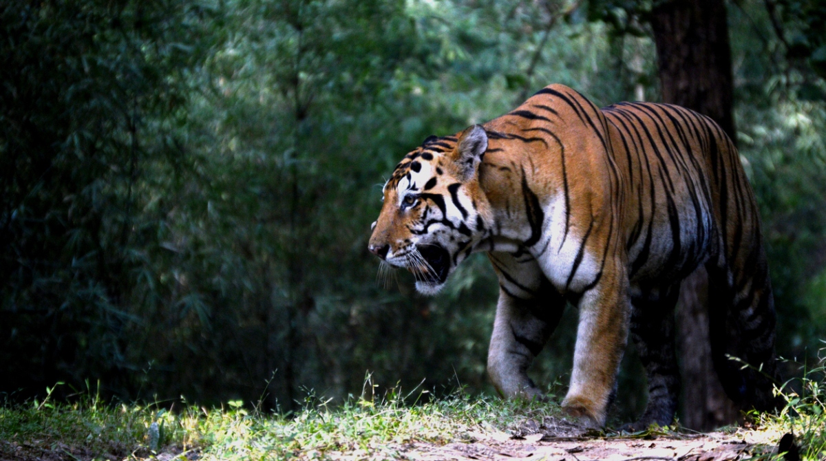 Over 50,000 trees to be axed in Uttar Pradesh’s tiger habitat