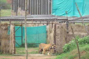 Kanha tiger translocated to Odisha released into the wild