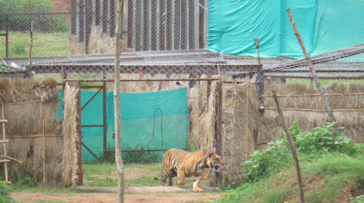 Kanha tiger translocated to Odisha released into the wild