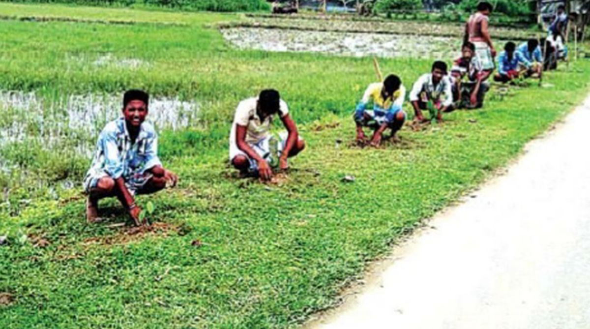 S Dinajpur takes up afforestation drive