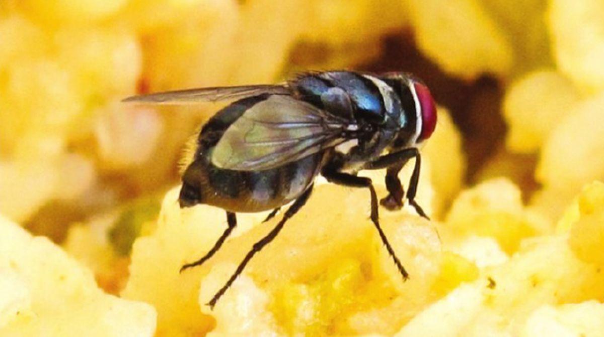 Why do flies sit on humans?