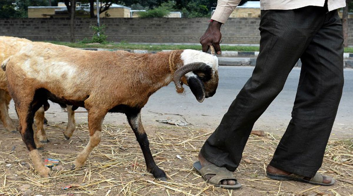 Haryana | Pregnant goat dies after being raped by 8 men in Mewat