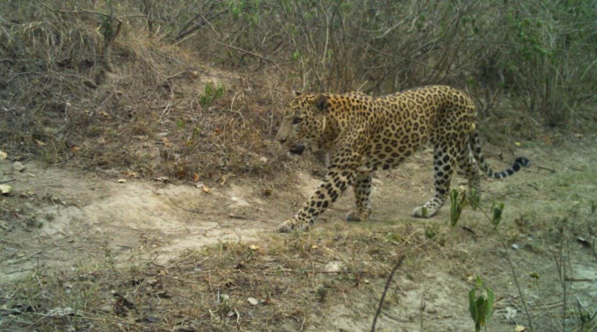Uttarakhand | Man-eater female leopard of Raiwala killed