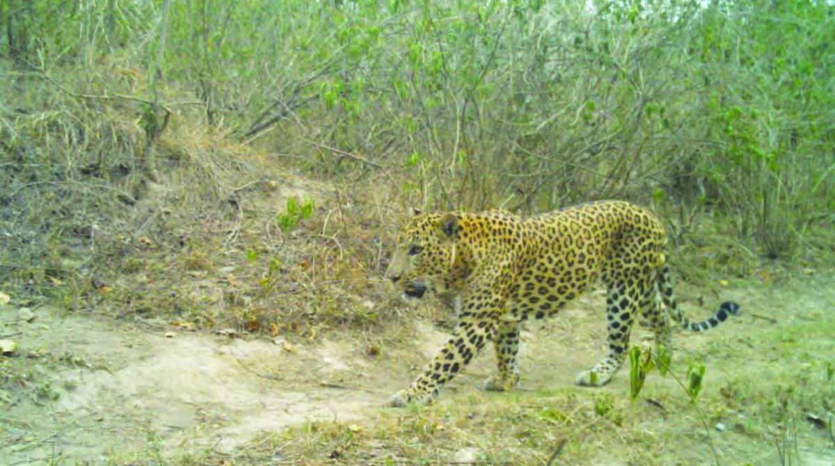 Fresh kill indicates man-eating leopards active in Raiwala