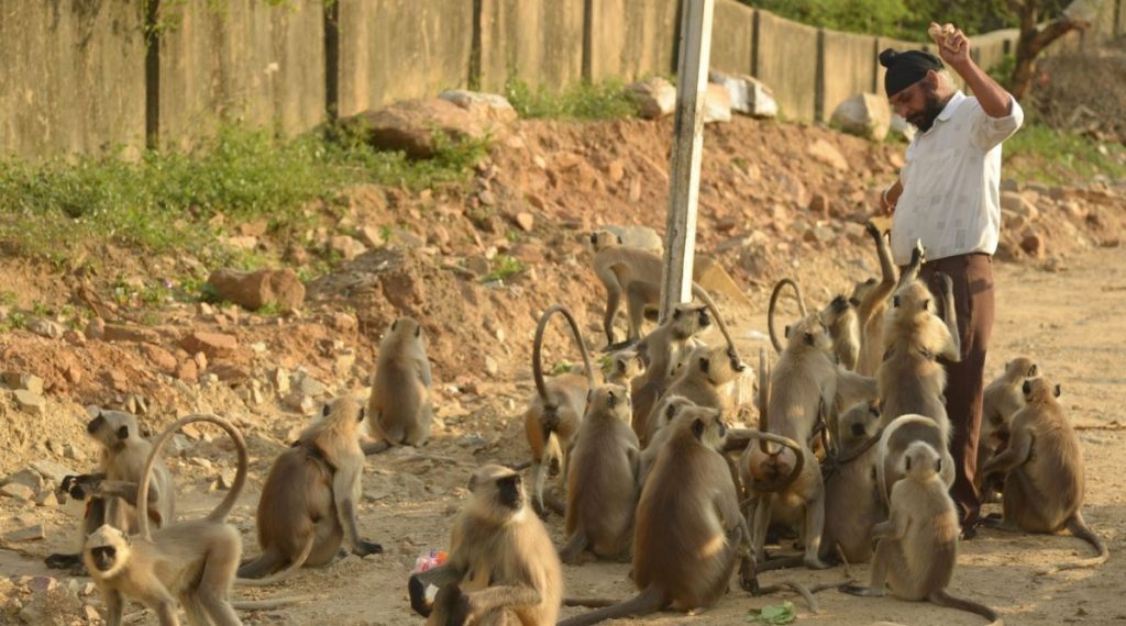 Monkey menace in Vrindaban - The Economic Times