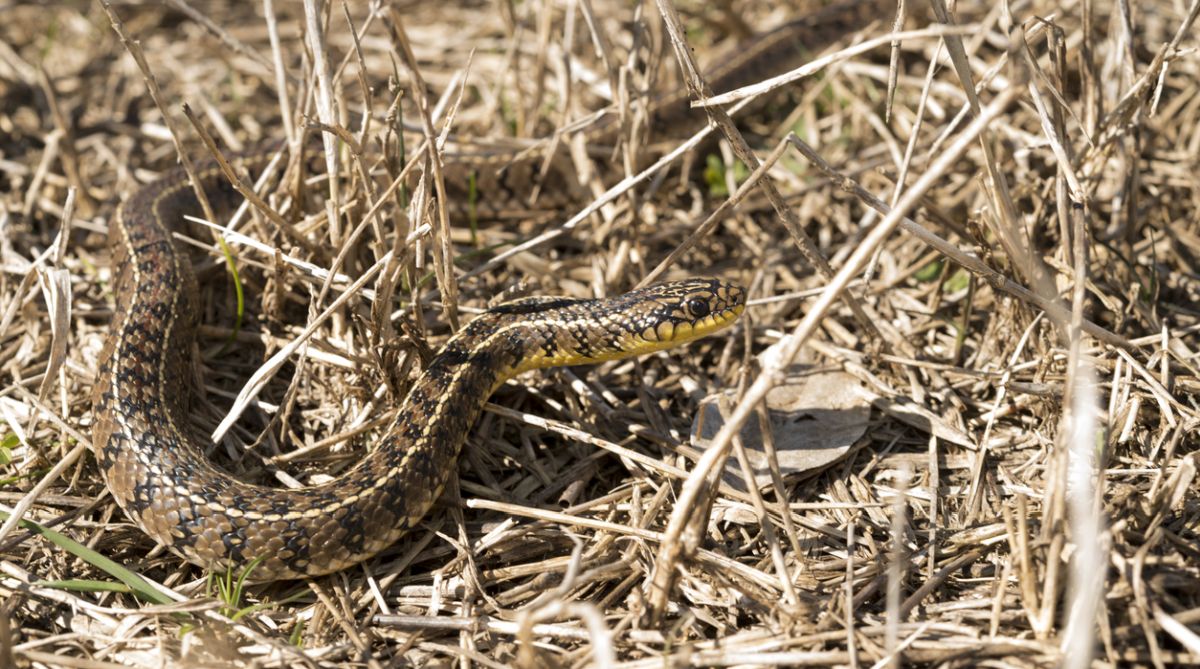 In search of more snakes in Himachal Pradesh!