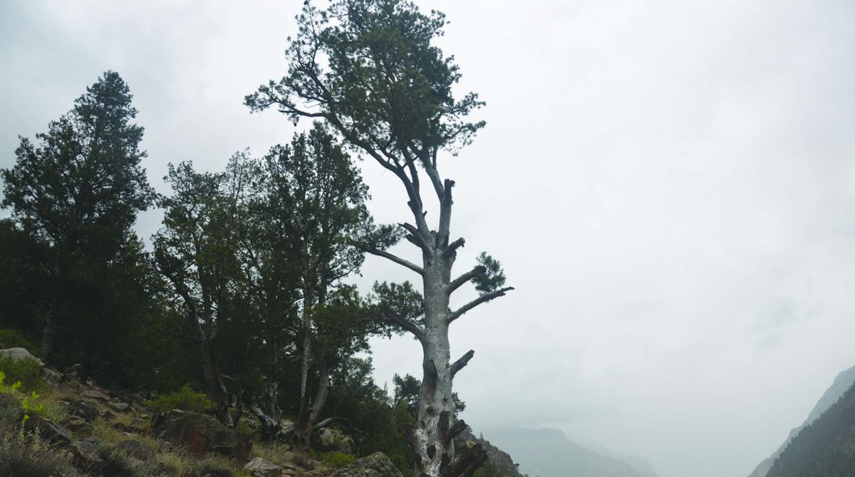Collaboration & conservation