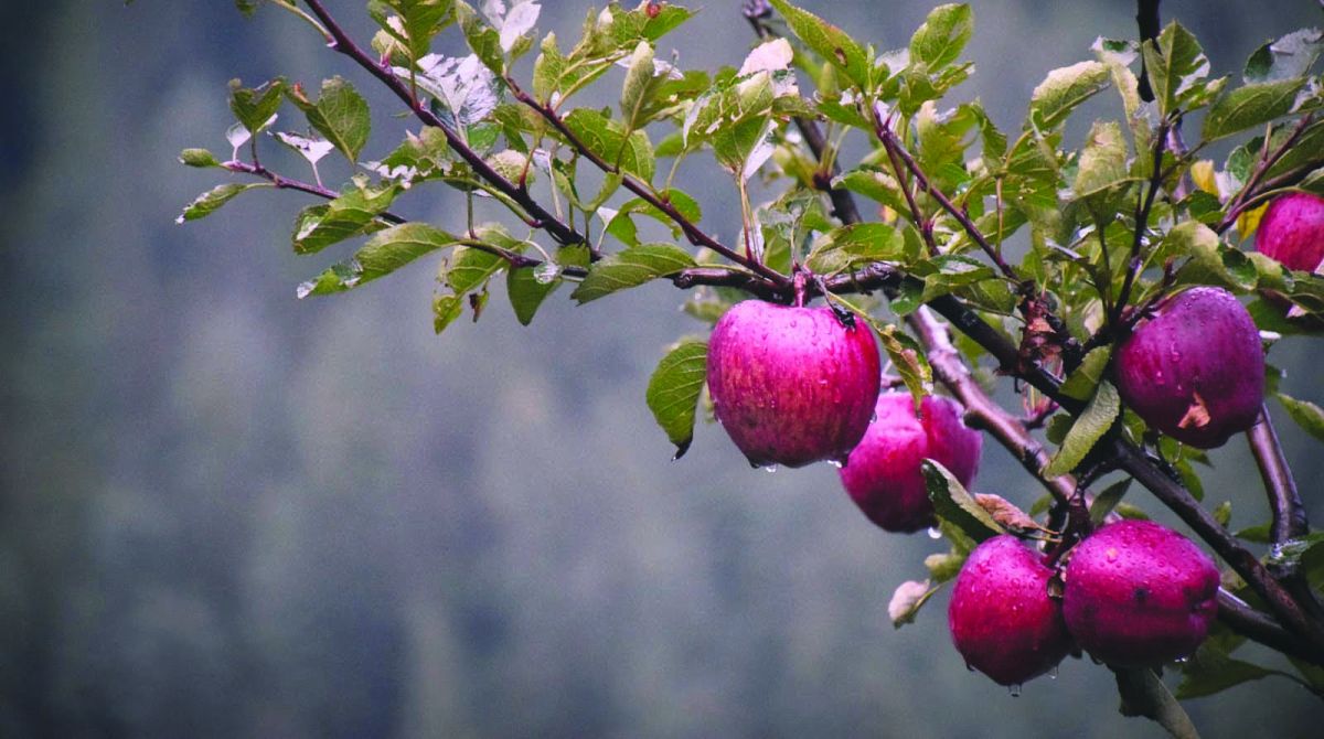 Lean apple harvest forecast