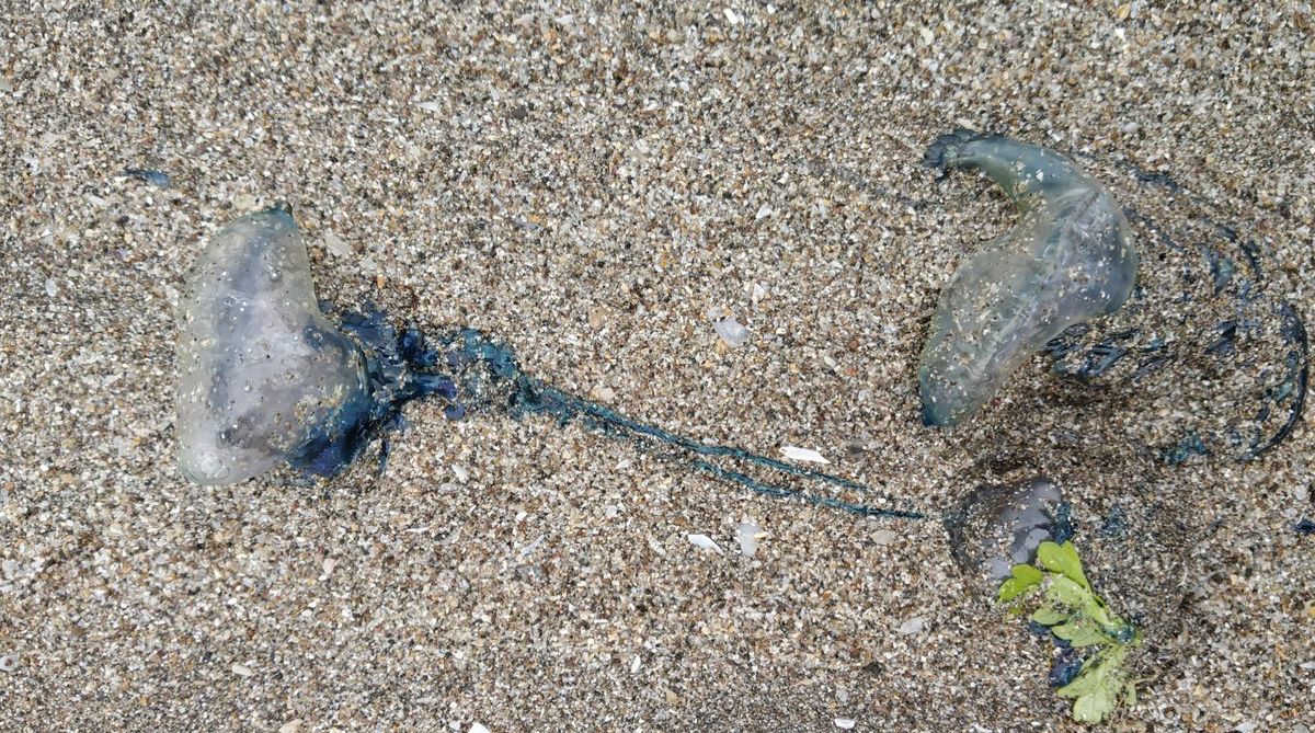 Mumbai: Over 100 injured in blue bottle jellyfish attacks at beaches