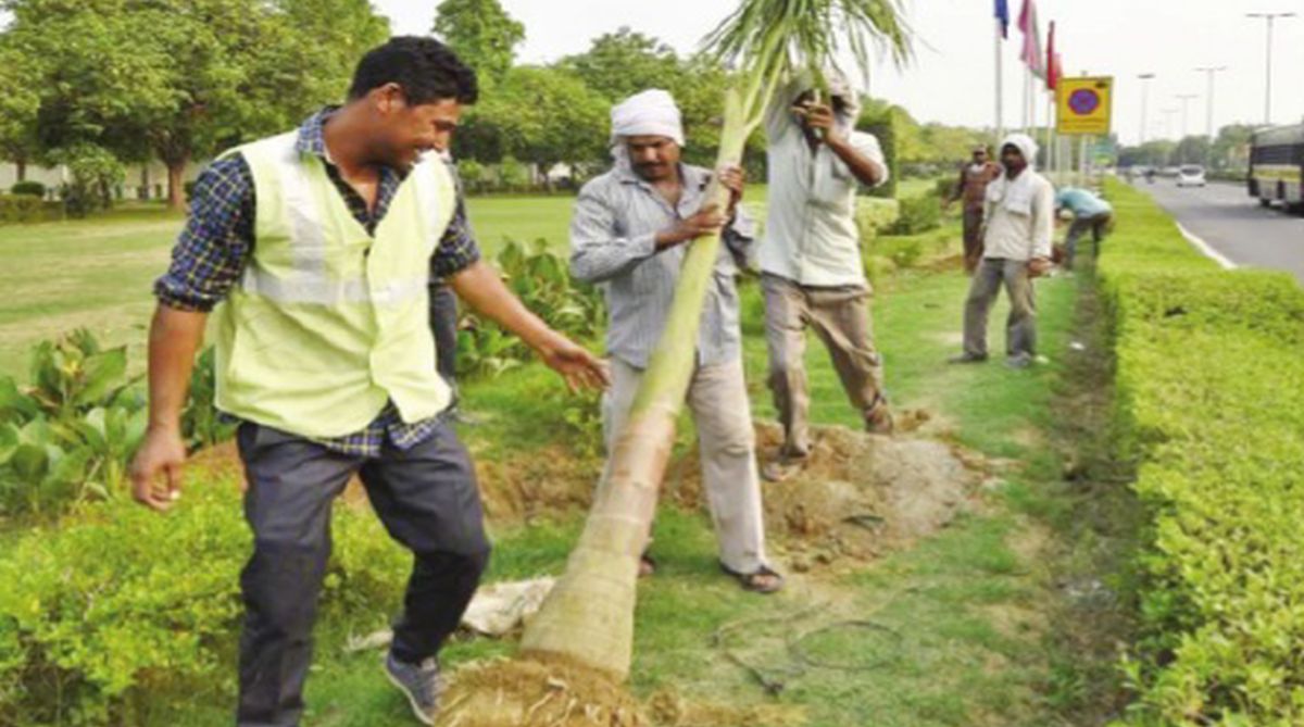 Delhi to plant 5 lakh trees, shrubs in a day