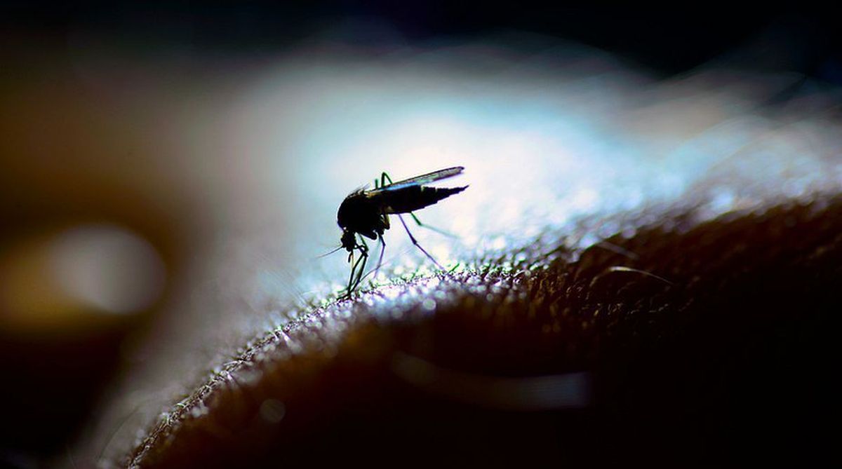Over 34,000 infected with dengue in Sri Lanka