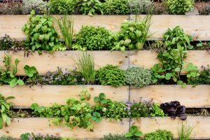 Dig into the best versatile herbs in your kitchen garden