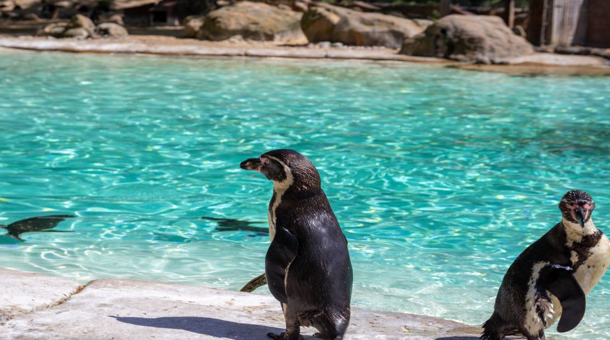 India’s first Humboldt Penguin born in Mumbai Zoo