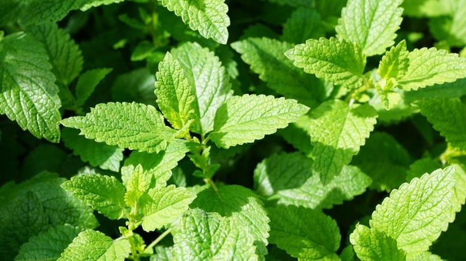 The abundant health benefits of mint leaves