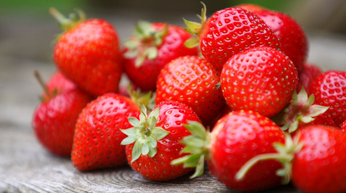 Eat strawberries, improve gut health