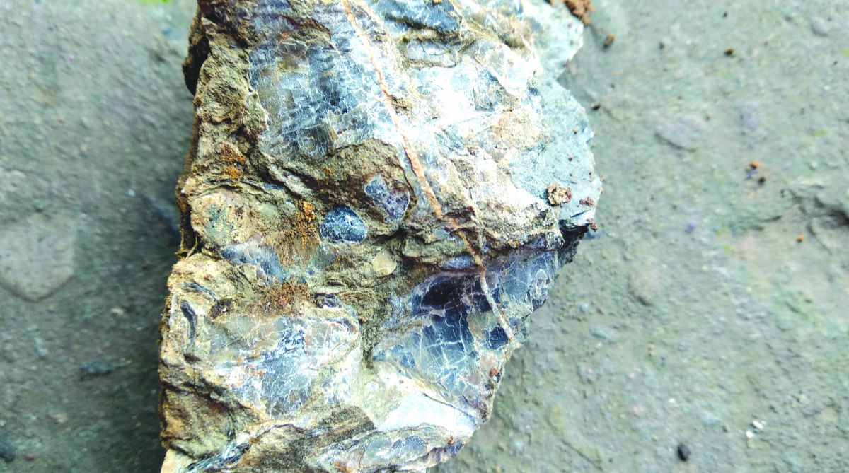 Landslide exposes wealth of fossils in Himachal
