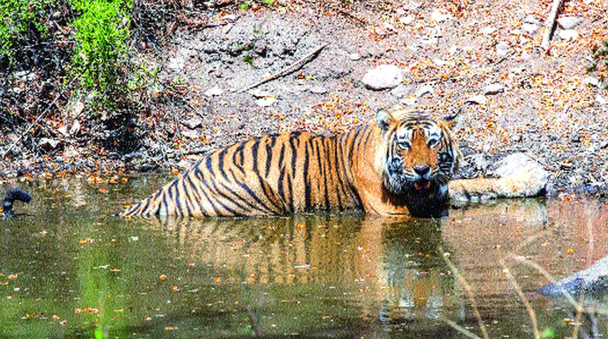 B’desh arrests poaching suspect believed to have killed 70 tigers