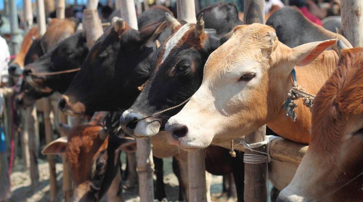Cow exhales oxygen, should be made ‘mother of the nation’: Uttarakhand minister