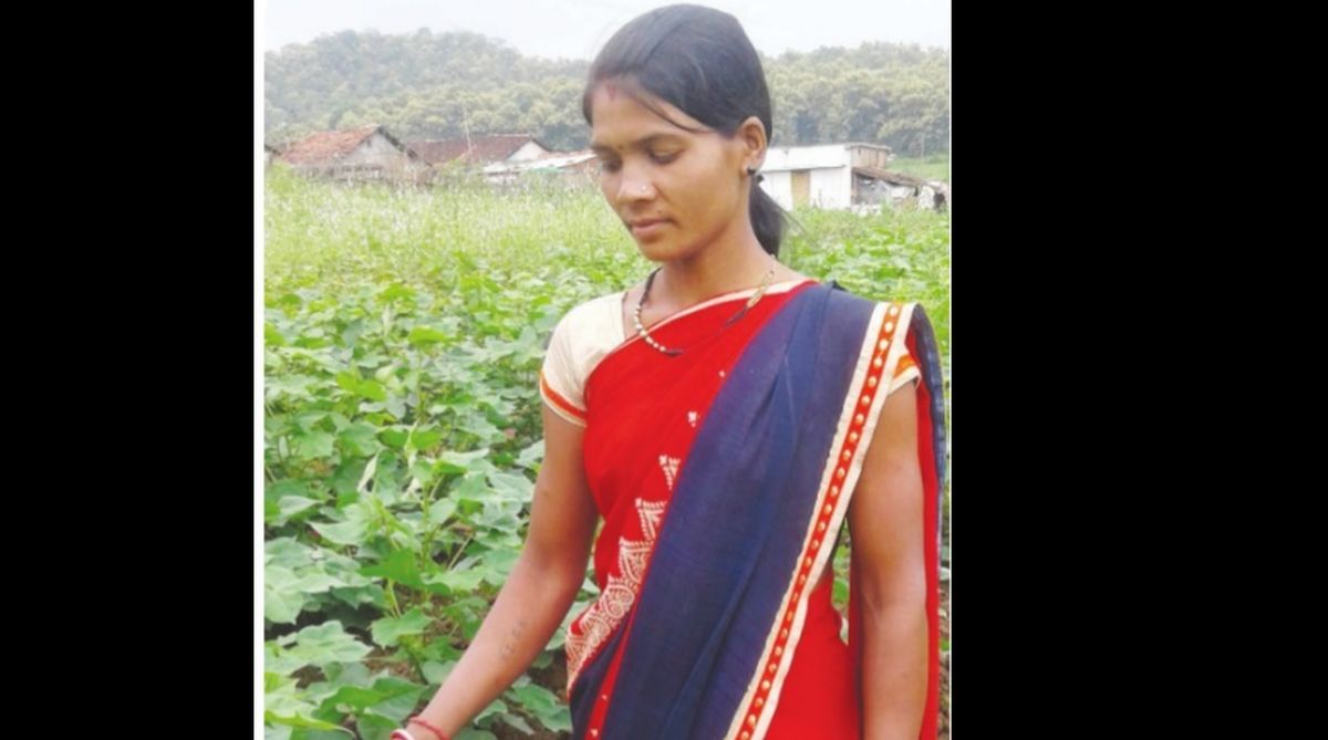 How cotton farming reaping benefits in Chhindwara