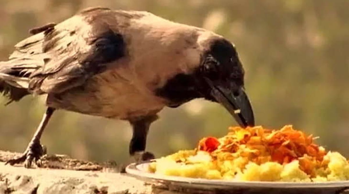 Why you should feed birds, animals and Brahmins during Pitri Paksha