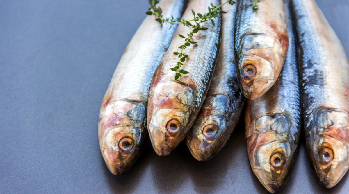 Eat fish thrice a week to boost your unborn’s eyesight, brain