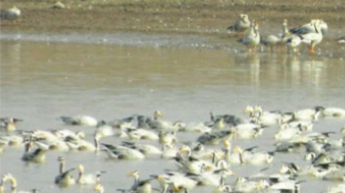 Pong Dam, birdwatchers, man made reservoir, bird sanctuary, Wildlife Department, tourists, Krishna Kumar, migratory birds