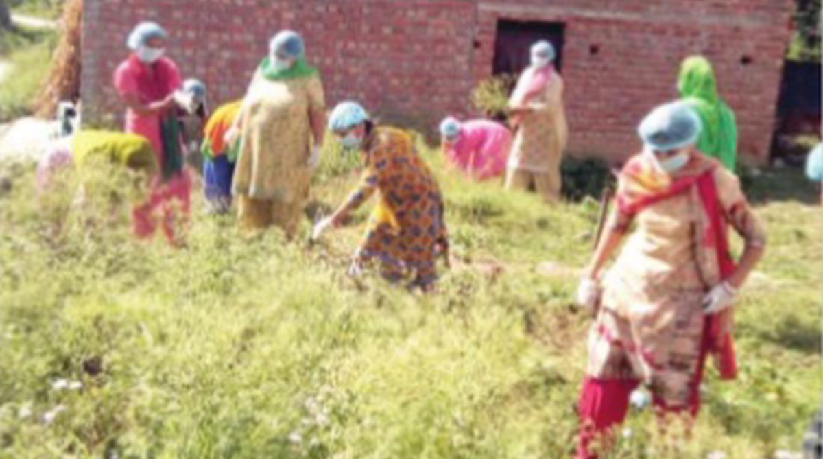 Baijnath sub-division leads way to greener Himachal