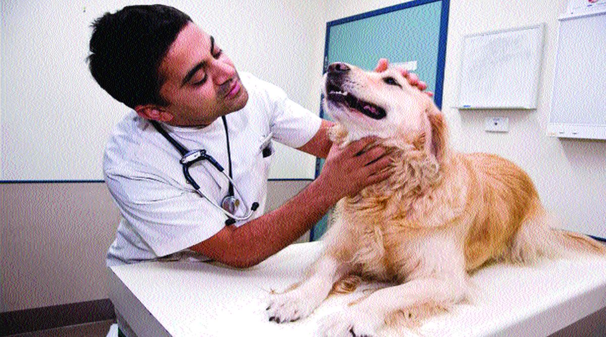 Veterinary services now a phone call away in Himachal