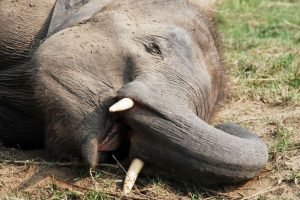 Elephant ‘Ranga’ dies after being hit by bus in Karnataka