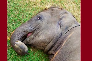 7 wild elephants, including a calf, electrocuted in Odisha