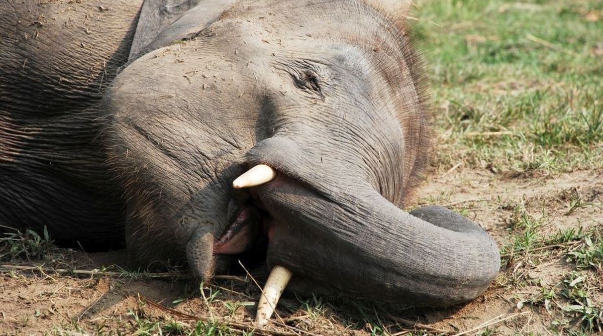 Elephant ‘Ranga’ dies after being hit by bus in Karnataka