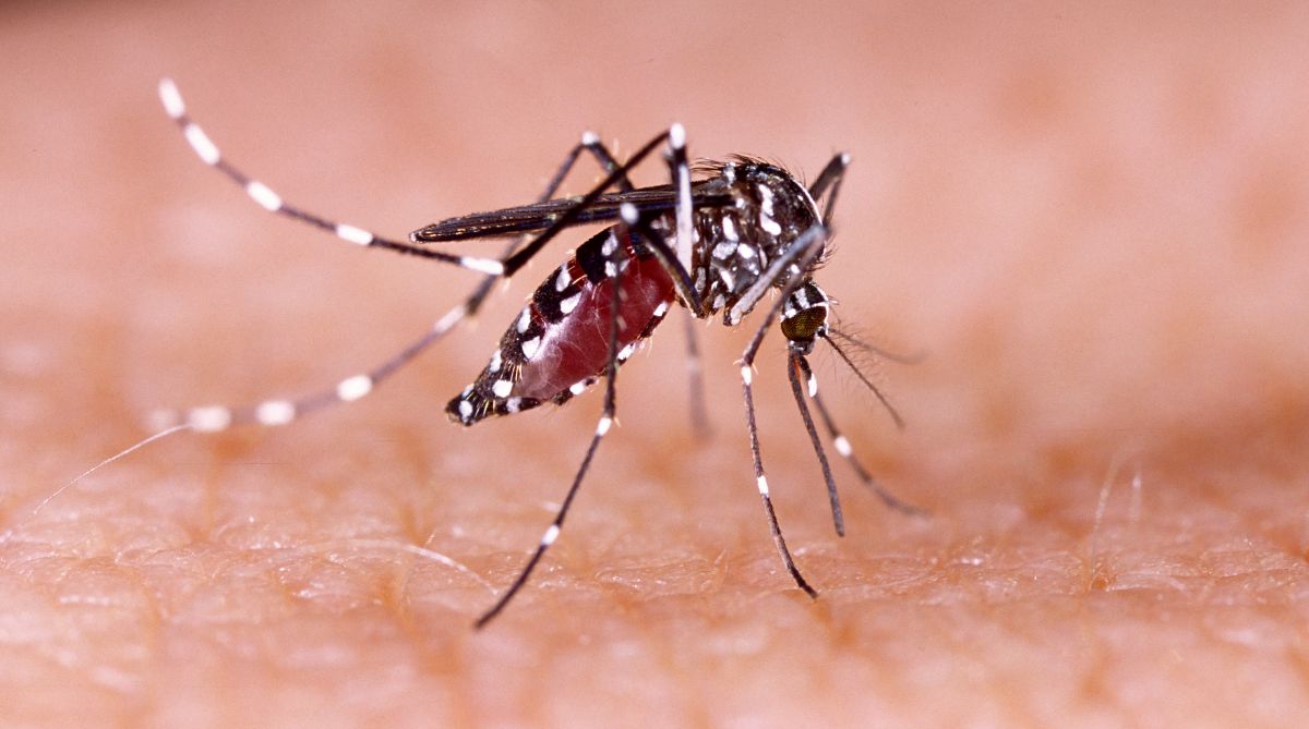 Rajasthan, zika virus, JP Nadda, Jaipur zika virus, Rajasthan zika virus