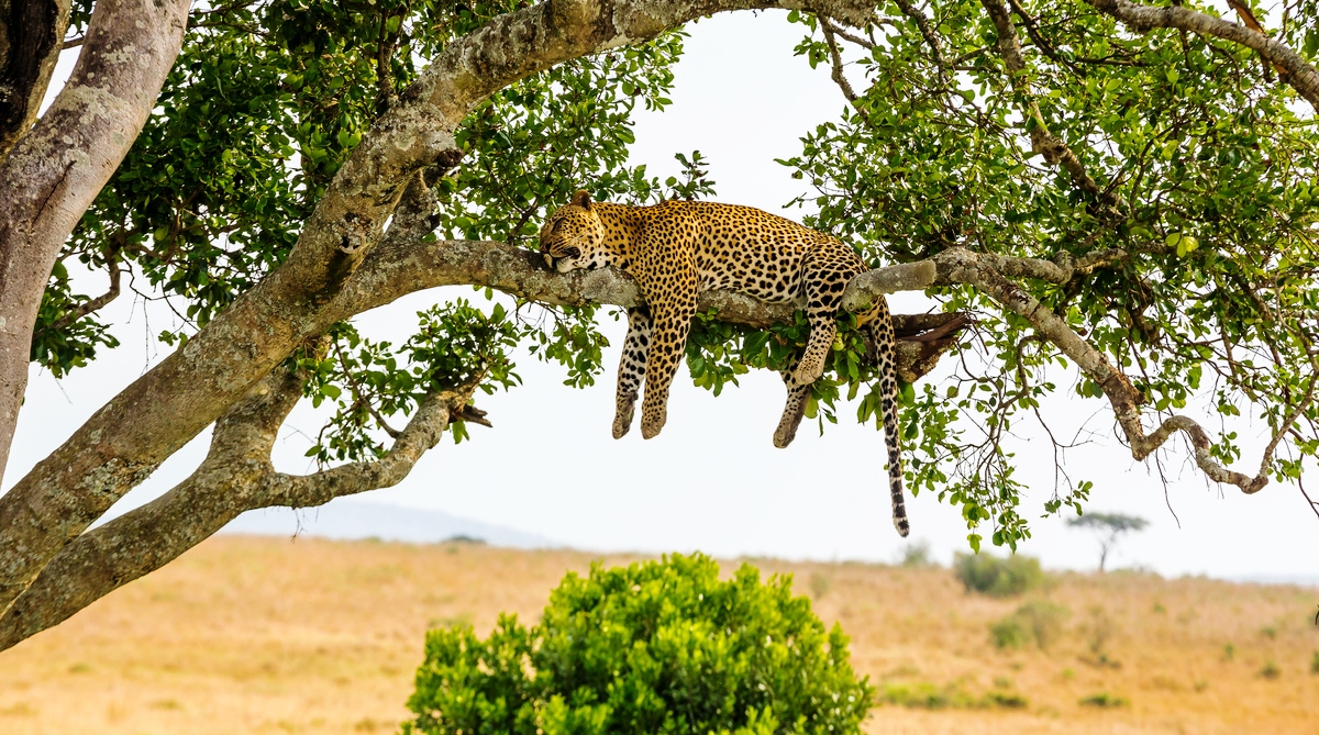 Carcass of headless leopard found in Bargarh