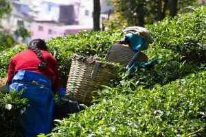 Indian tea firm strikes $1 mn export deal with Chinese company