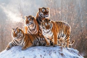 Over-exploitation of nature wipes out 60 per cent wildlife: WWF report