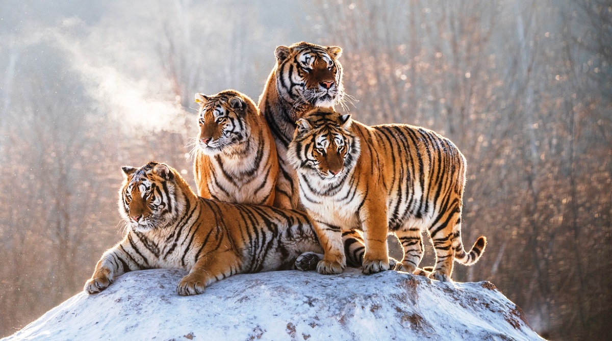 68% decline in wildlife population since 1970: WWF report