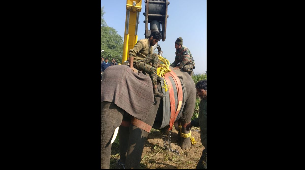 Special operation concluded to tranquilize, shift killer elephant in Haridwar