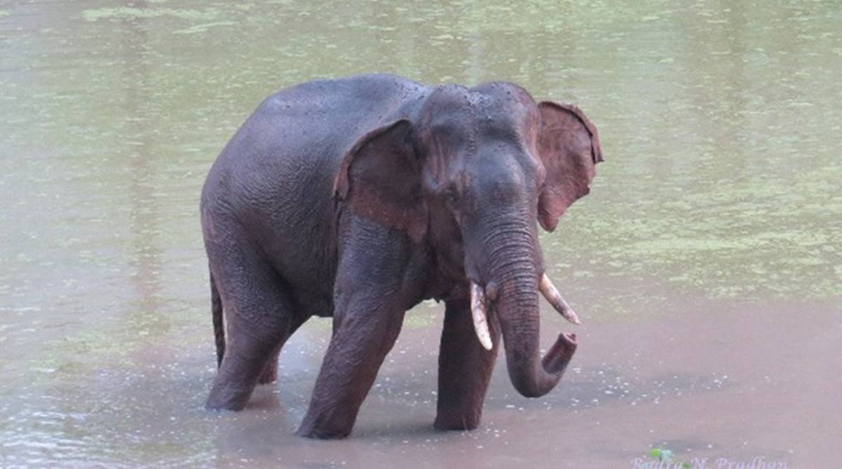 Odisha: Kumki elephant kills tribal man in Satkosia