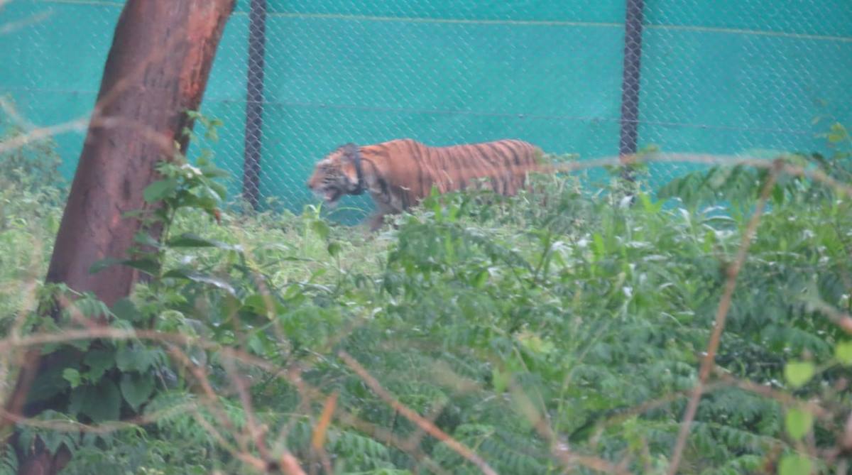 Odisha tiger translocation project suspended after Kanha tiger’s death in Satkosia