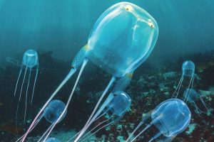 Jellyfish can be fatal