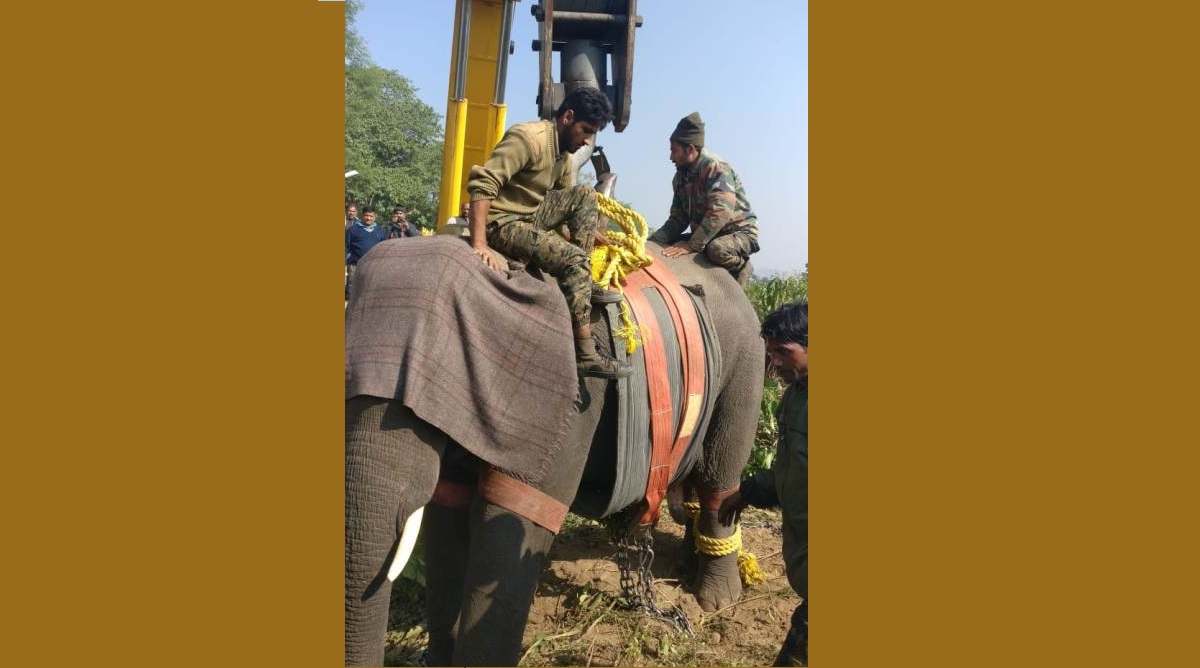 Special operation to tranquilise, shift killer elephant in Haridwar successful
