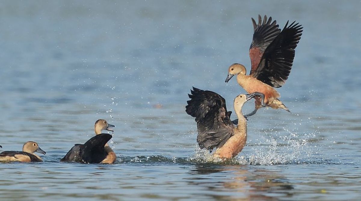 Winter migratory birds start arriving in West Burdwan